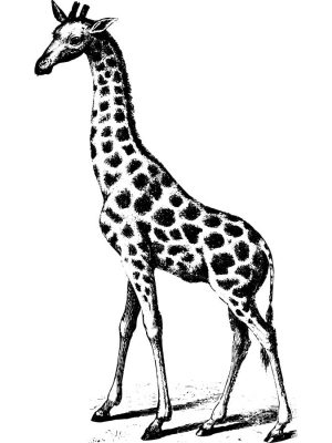 Stempel Giraffe